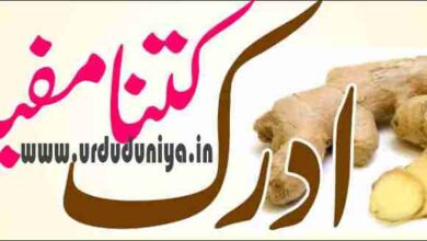 ginger helps in digestion of food