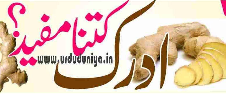 ginger helps in digestion of food