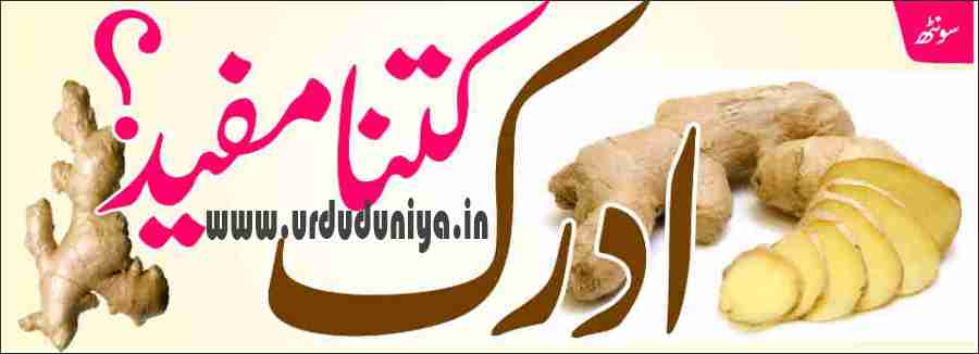 ginger helps in digestion of food