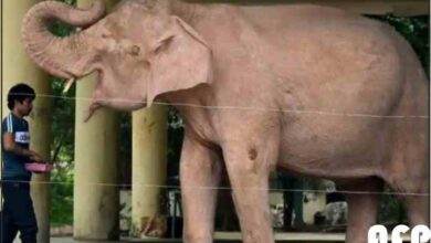 burmese white elephant