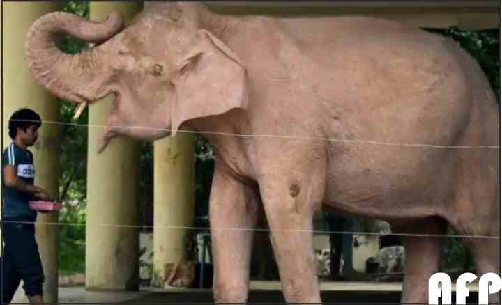 burmese white elephant