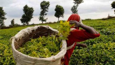 british companies face sex abuse allegations in kenya