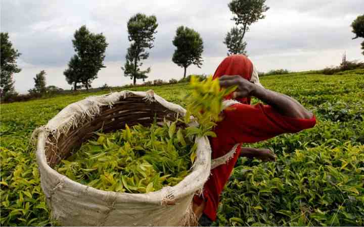 british companies face sex abuse allegations in kenya