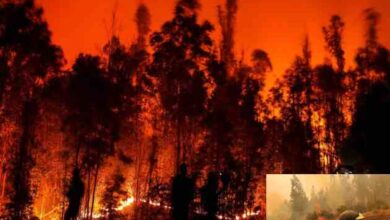 death toll in chile forest fires