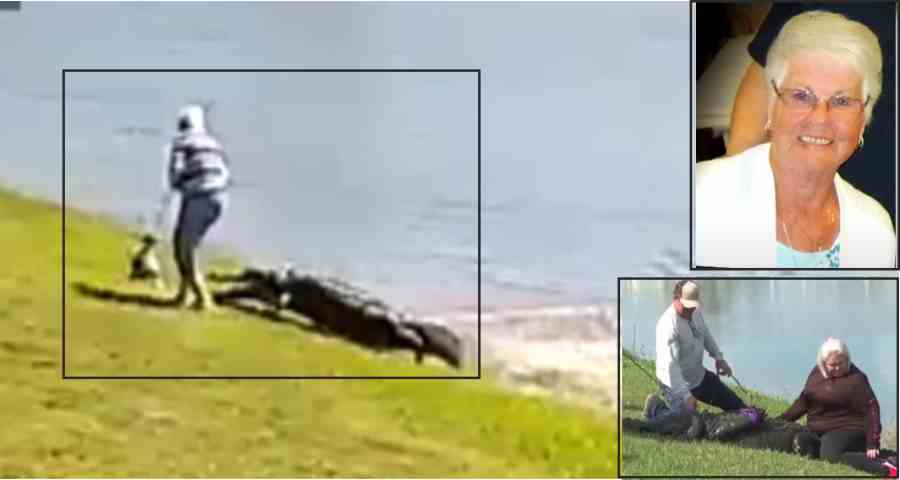 a crocodile attacked a woman walking her dog by a lake in florida dragged her into the ocean and ate her