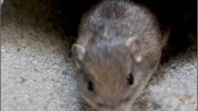 america rat has set a world record for longevity