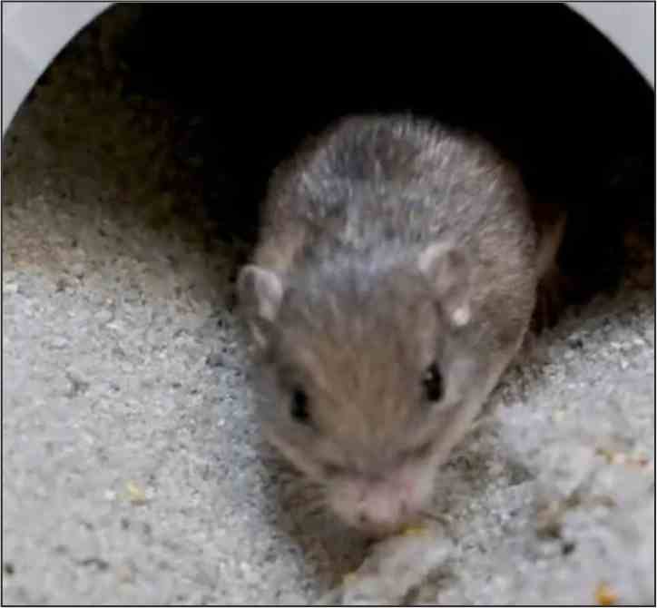 america rat has set a world record for longevity