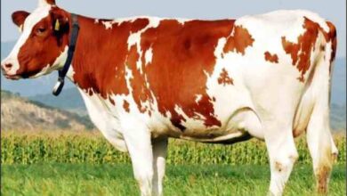 china super cows