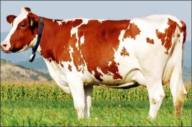 china super cows