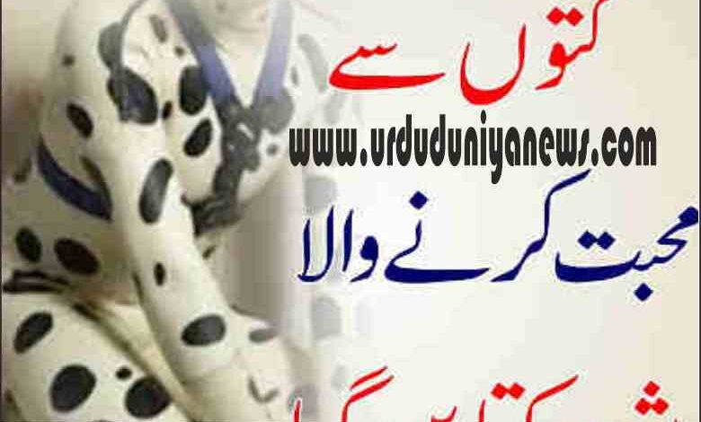 a dog loving husband turned dog