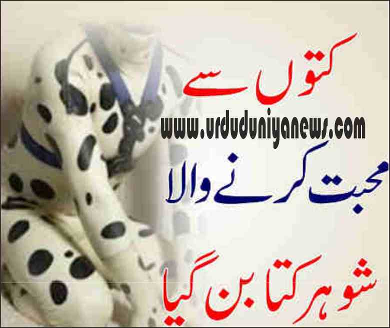 a dog loving husband turned dog