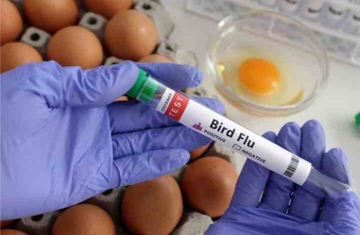 bird flu