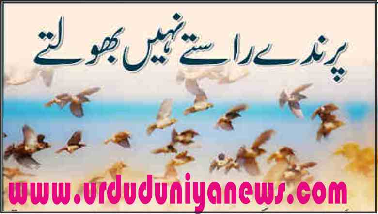 birds do not forget their ways