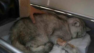 cat rescued alive from rubble 49 days after earthquake in turkey