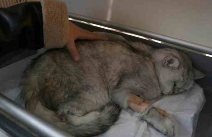 cat rescued alive from rubble 49 days after earthquake in turkey