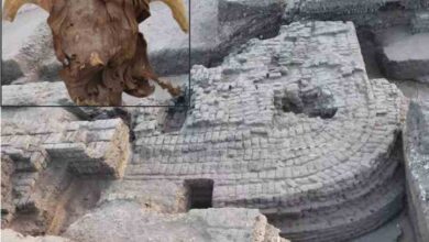 egypt 2000 heads of rams and goats were discovered in the ancient temple of the pharaonic period