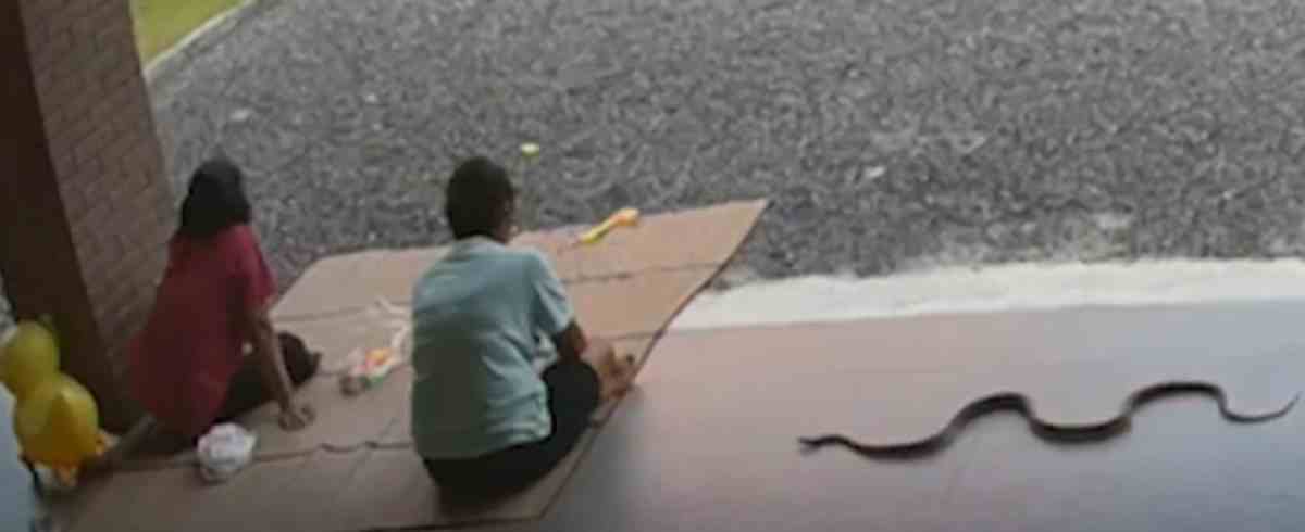 seeing the snake the couple started running do not watch the video for the faint of heart