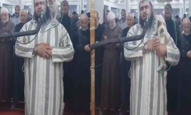 cat jumps on imam video
