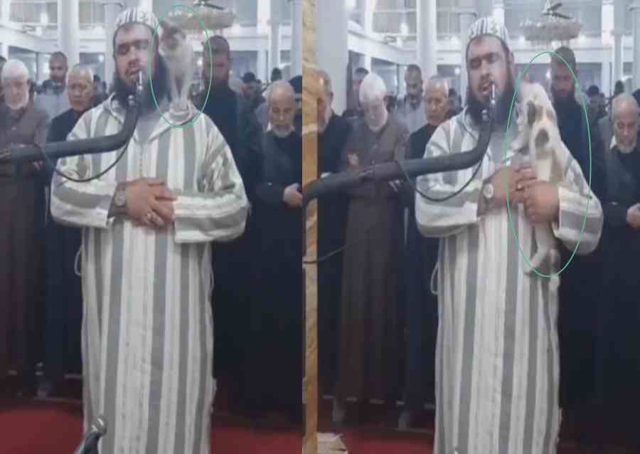 cat jumps on imam video
