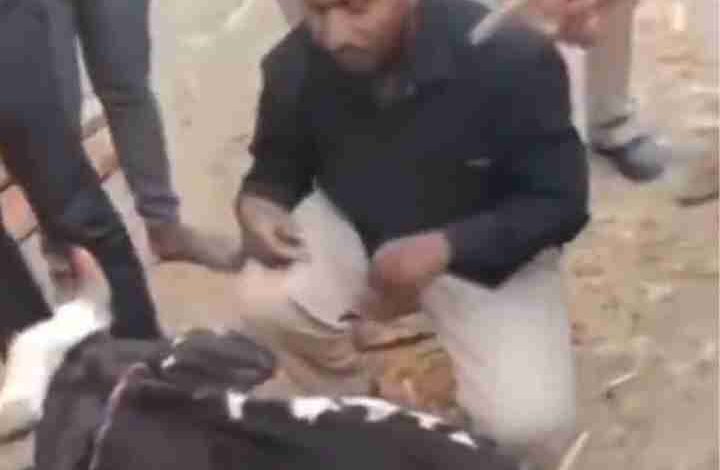 maharashtra cow vigilantes forced a muslim man to wear a prayer cap and bow to a cow