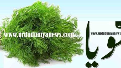 soya dill