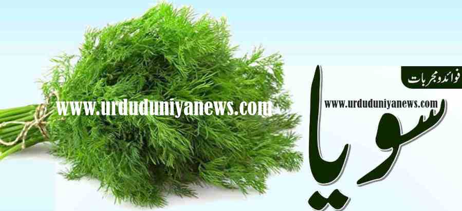 soya dill