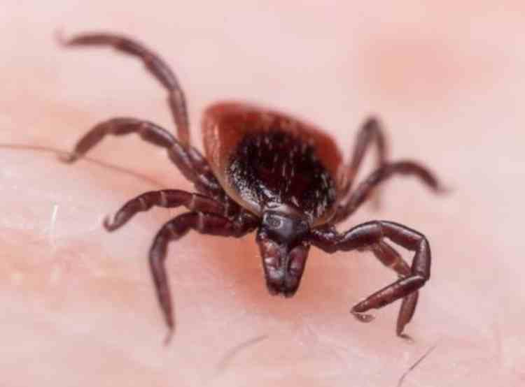 tick borne virus detected in uk