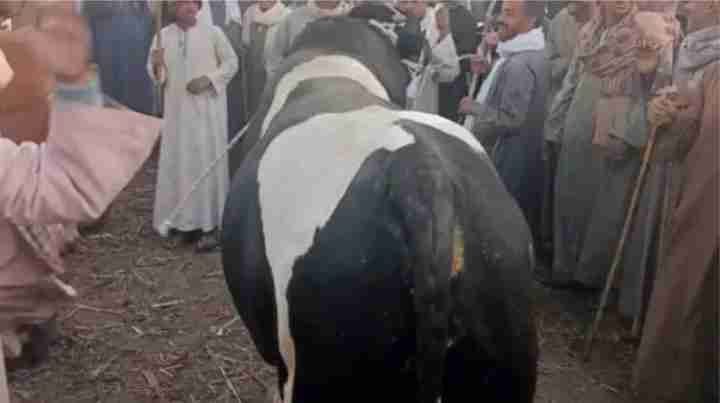 a one ton and expensive bull in egypt