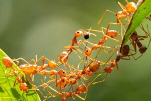 scientists surprised by revelation about ants showing napoleon a new way