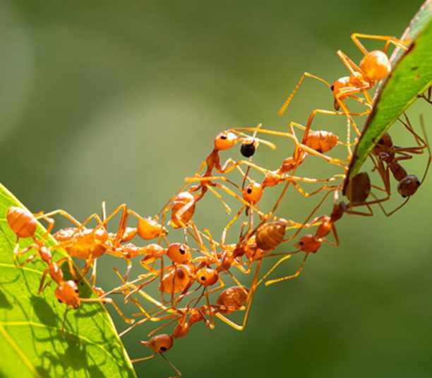 scientists surprised by revelation about ants showing napoleon a new way