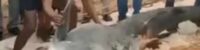 autopsy of shark that swallowed russian tourist three possible reasons for attack experts