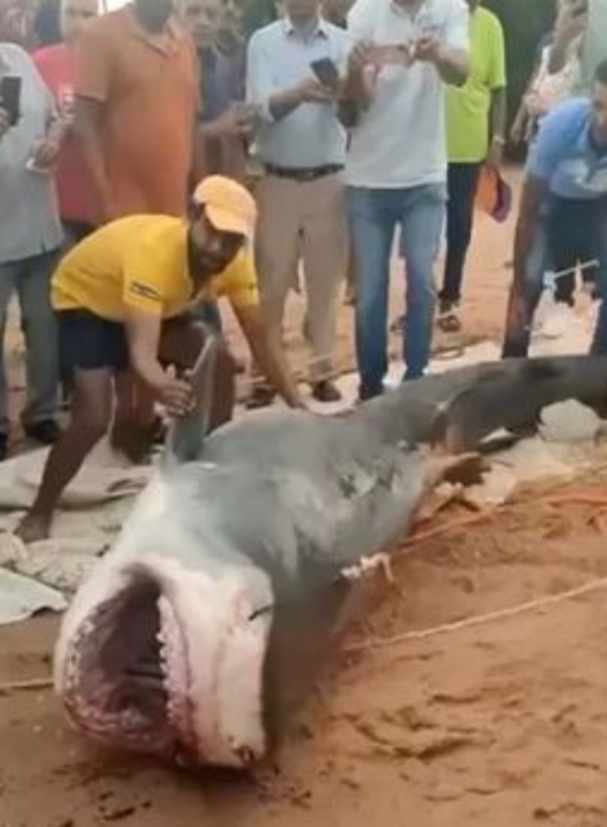 autopsy of shark that swallowed russian tourist three possible reasons for attack experts