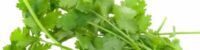 benefits of coriander