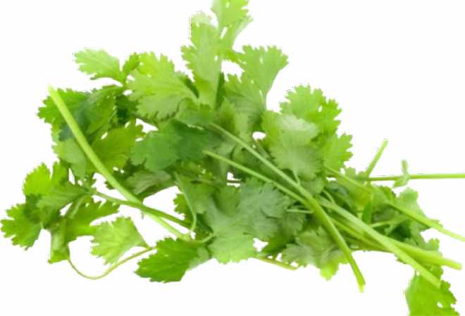 benefits of coriander