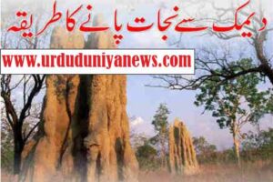 how to get rid of termites