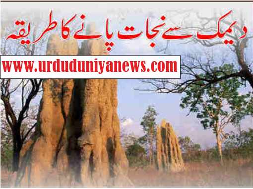 how to get rid of termites