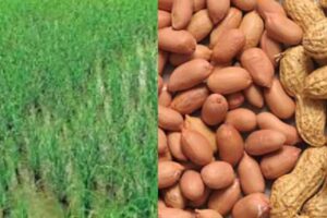 paddy groundnut price