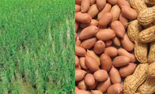 paddy groundnut price