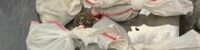 73 snakes were found in the bag of an egyptian citizen at cairo airport