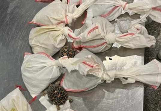 73 snakes were found in the bag of an egyptian citizen at cairo airport