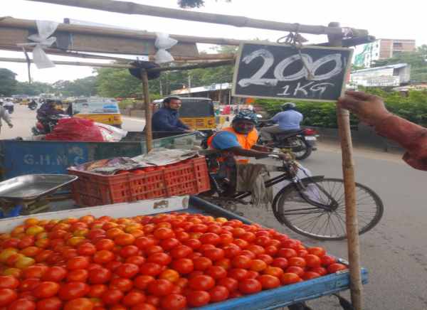 tomato price