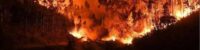 the fire in the forest was uncontrolled