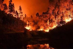 the fire in the forest was uncontrolled