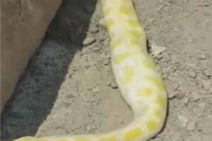 where did such a big snake come from in medina