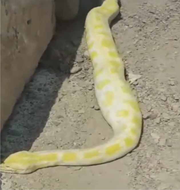 where did such a big snake come from in medina