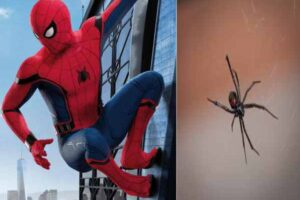 to become spider man the kid bit himself from a dangerous poisonous spider