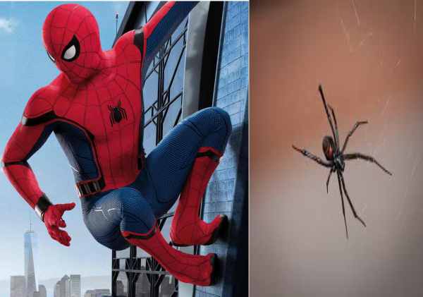 to become spider man the kid bit himself from a dangerous poisonous spider