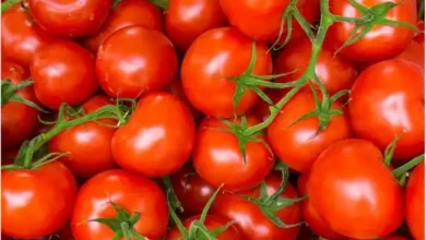 tomato storage benefits
