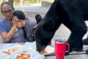 a hungry bear came within inches of a mother and child celebrating a birthday in a public park
