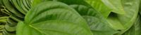 betel leaf benefits